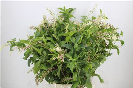 Carbouzijn Berry P Bunch
