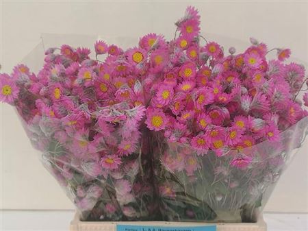 Rhodan Chl Rosea P Bos