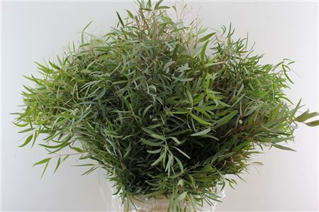 Euca Nicholii P Bs