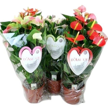 - Anthurium Special Mix