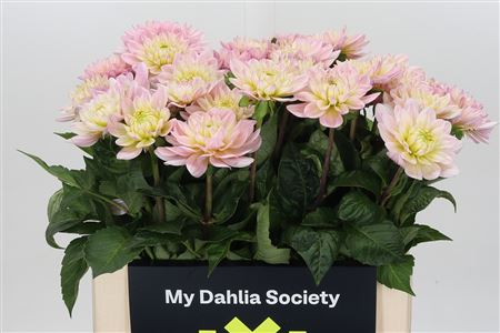 Dahl Diana's Memory