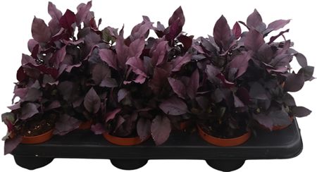 Alternanthera Dentate Purple Knig