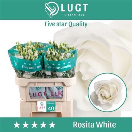 Eust G Rosita White