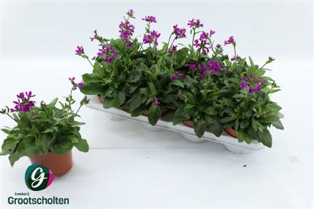 Arabis Cau Rosea Purple