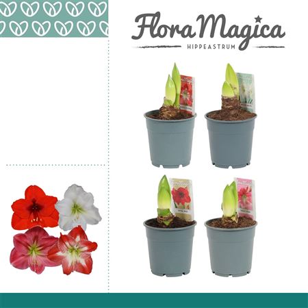 Amaryllis Mix 2 Knop