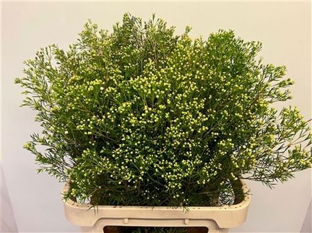 Chame Un Jupite Moon