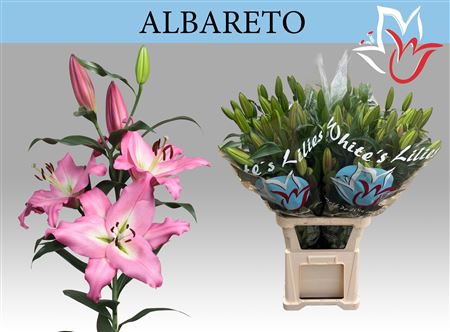 Li Ot Albareto 5+