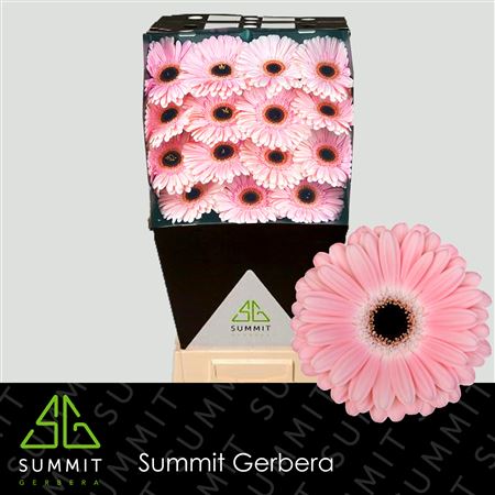 Ge Gr Dulcie Diamond