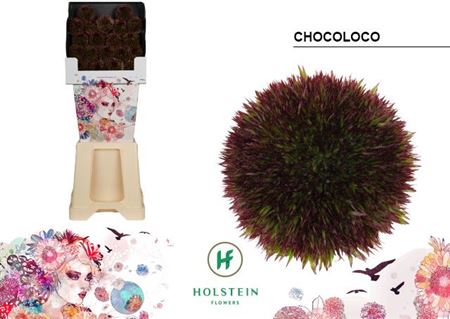 Ge Bg Chocoloco Diamond