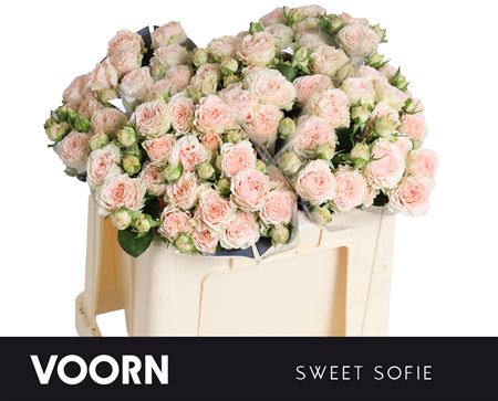 R Tr Sweet Sofie 50cm