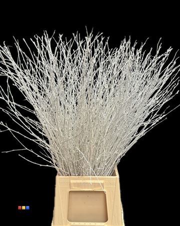 Betula / Berkentak White
