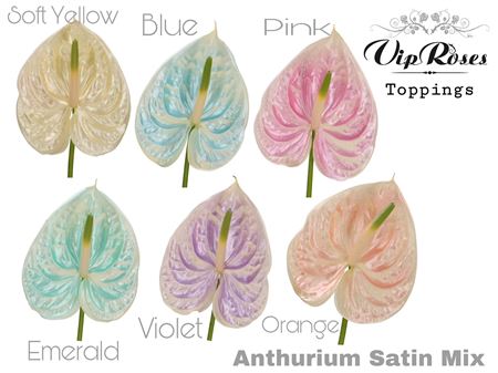 Anthurium Andreanum Grp Coloured 19 %
