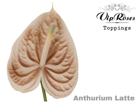 Anthurium Andreanum Grp Coloured 19 %