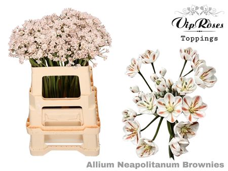 Allium Neapolitanum Brownies L55cm