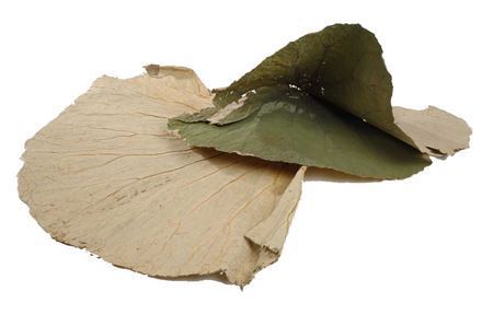 Basic Lotus Leaf Large 10pc