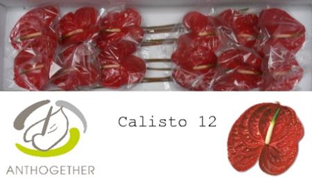 Anth A Calisto 12
