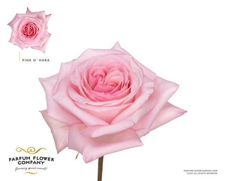 R Gr Garden Parfum Pink O Hara