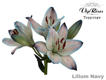 Lilium Oriental Grp Coloured H%
