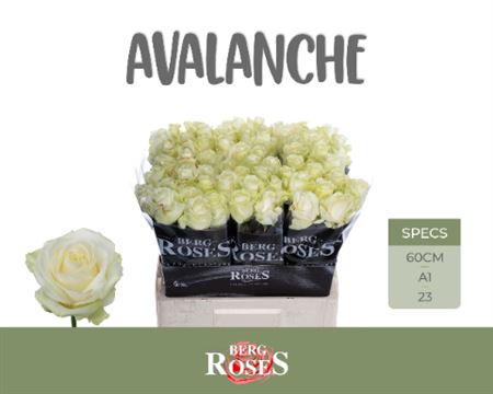 R Gr Avalanche+