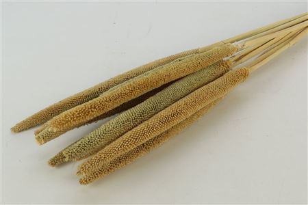 Bunch Babala 10 Pcs L65