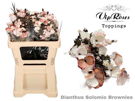 Di Solomio Brownies (l50cm)