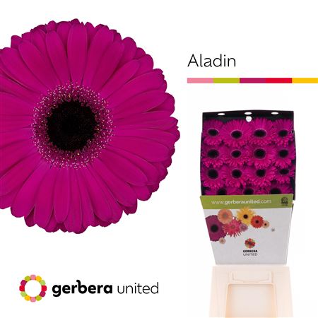 Ge Gr Aladin Diamond