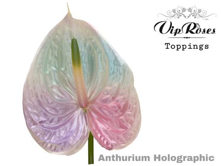 Anthurium Andreanum Grp Coloured 19 %