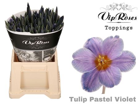 Tulipa Colour Treated H%