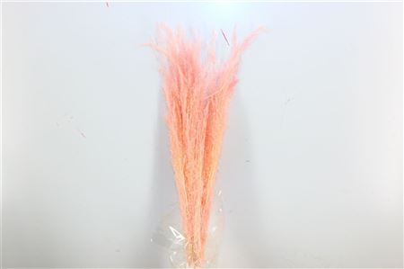 Dried Agrostis L Pink Bunch