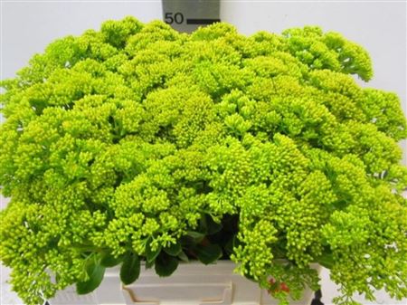 Sedum Geel