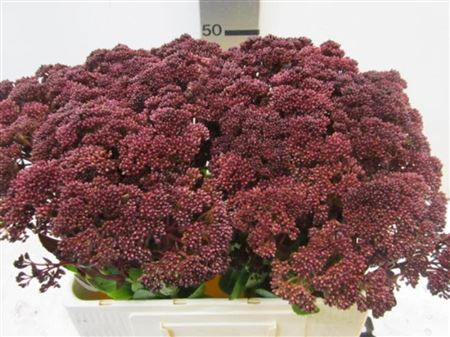 Sedum Aubergine