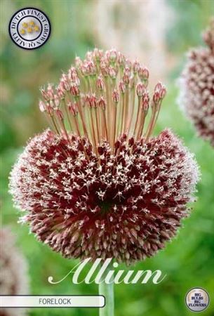 Bloembol Allium Forelock X1 14/16