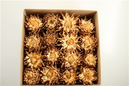 Dried Cynara Heads Big Nat. P Stem