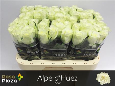 R Gr Alpe Dhuez