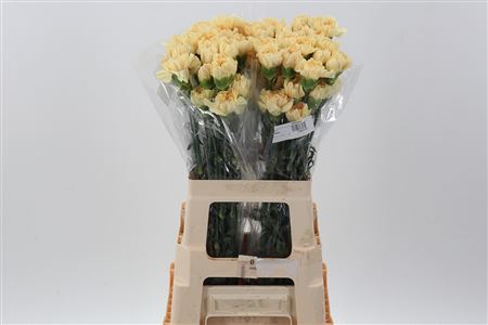 Di St Cl Gold Minami