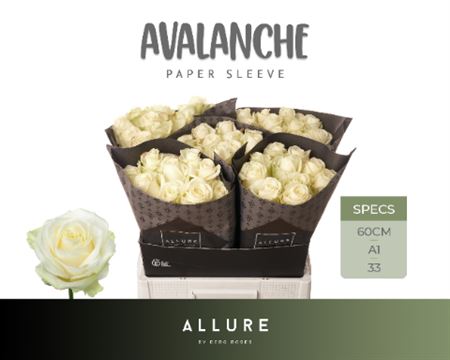 R Gr Avalanche Allure