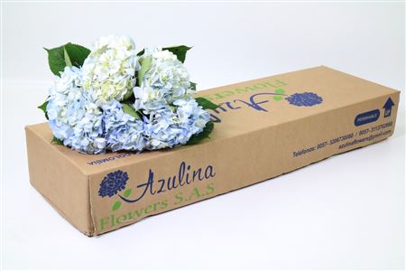 Hydrangea Blue Premium