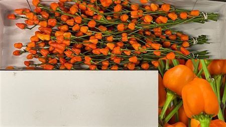 Capsicum Ov Oranje Bs