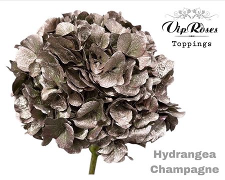 Hydr M Champagne 80cm