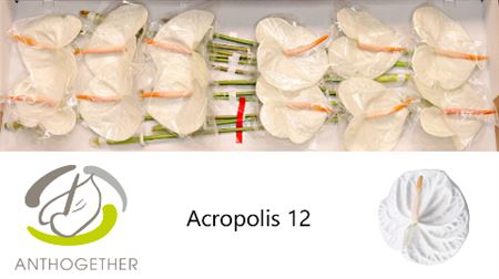 Anth A Acropolis 12