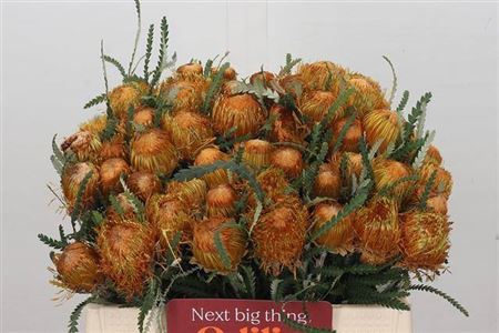 Banksia Dryandra