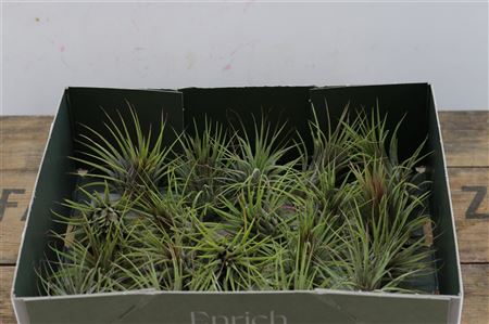 Tillandsia Ionantha Groen X20