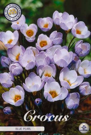 Bloembol Crocus Blue Pearl X20 5/6