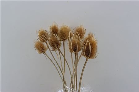 Dried Dipsacus Naturel 60cm Pst