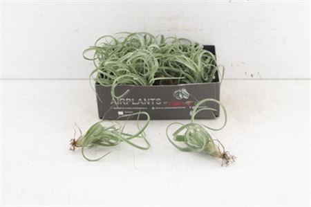 Arr3 Cp Tillandsia Curly Slim