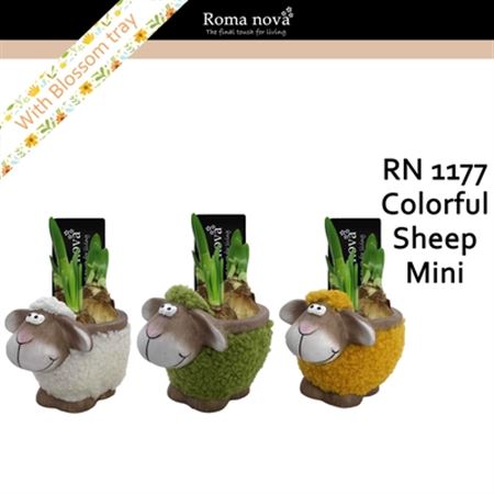 Arr4 Narcis Rn1177 - Colorful Sheep Mini