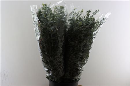 Euca Baby Blue 200gr Pbs