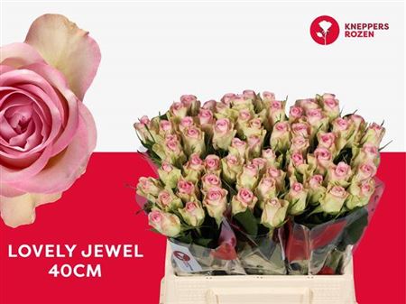 R Gr Lovely Jewel