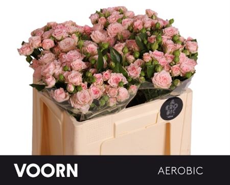 R Tr Aerobic 50cm