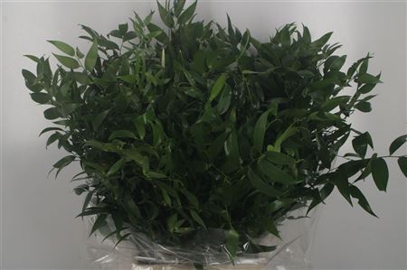 Ruscus Lang 4 Tak